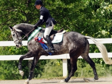 Ringwood Magister Victory Gallop
