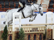 C. Quito Scored The Regular Conformation Hunter Championship At The <a href="http://www.chronofhorse.com/article/c-quito-hits-big-time-pennsylvania-national">Pennsylvania National.</a>R