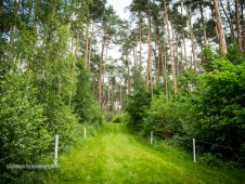 fence27c-GallopUphillbeforeHomeLuh17brinkman6-14-7517