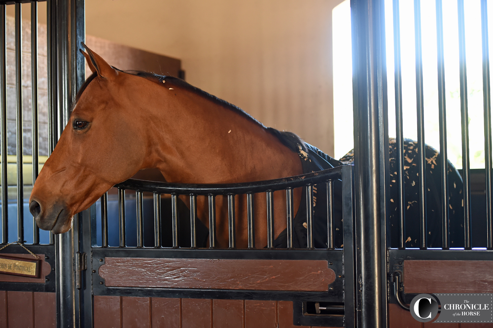 Robin hanging out in his Back On Track sheet. Photo by Ann Glavan