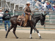 Porter Does Reining