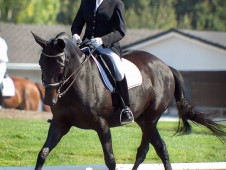 Audrey Goldsmith and Heart B Porter Creek Showed Successfully At Third Level