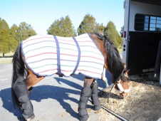 Teaching Your Horse To Load Requires Patience And Smart Handling