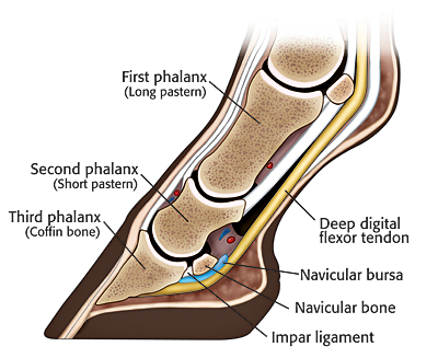 club foot horse x ray