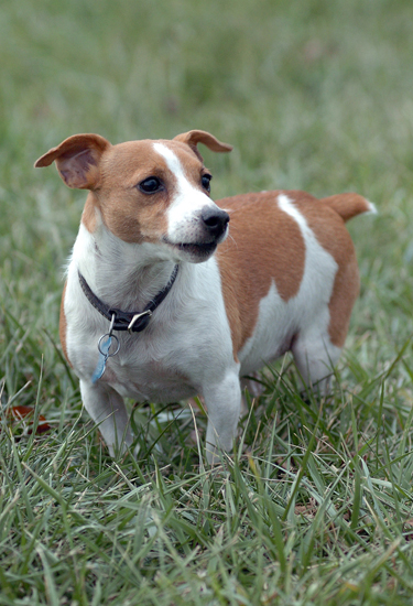 ugly jack russell