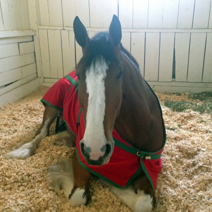 The Chronicle Of The Horse