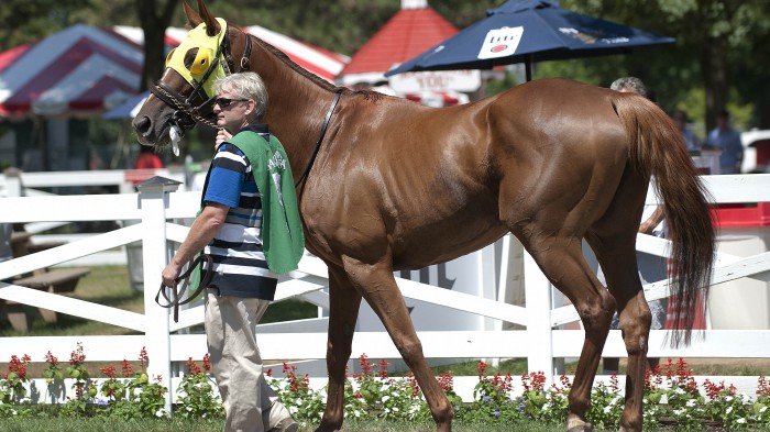 Fall Colors before the race at Saratoga Springs on Aug. 3. Photo by Tod Marks.
