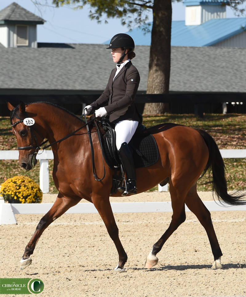 brown arabian horses