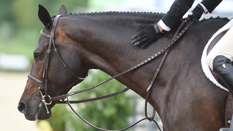 How Do We Define A Modern-Day Amateur Equestrian? - The Chronicle of the  Horse