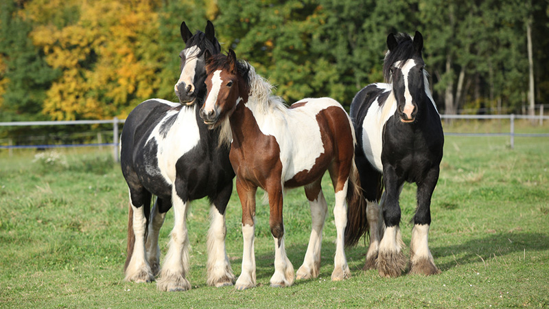 gypsy vanner horses