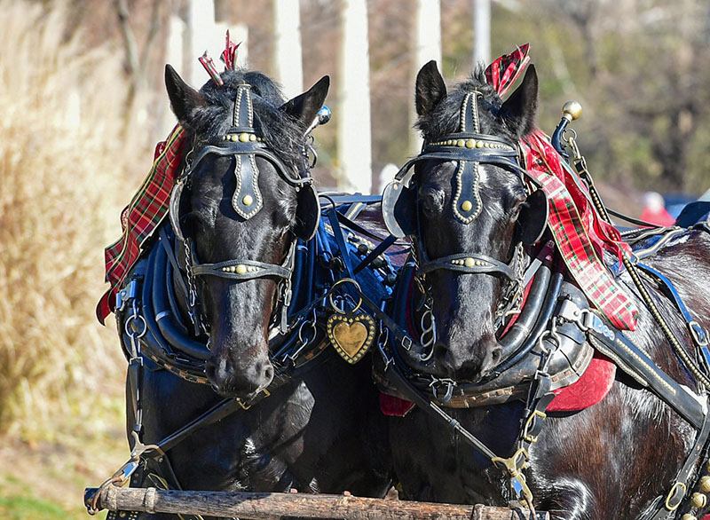 Lebanon Christmas Parade 2022 The Chronicle Of The Horse