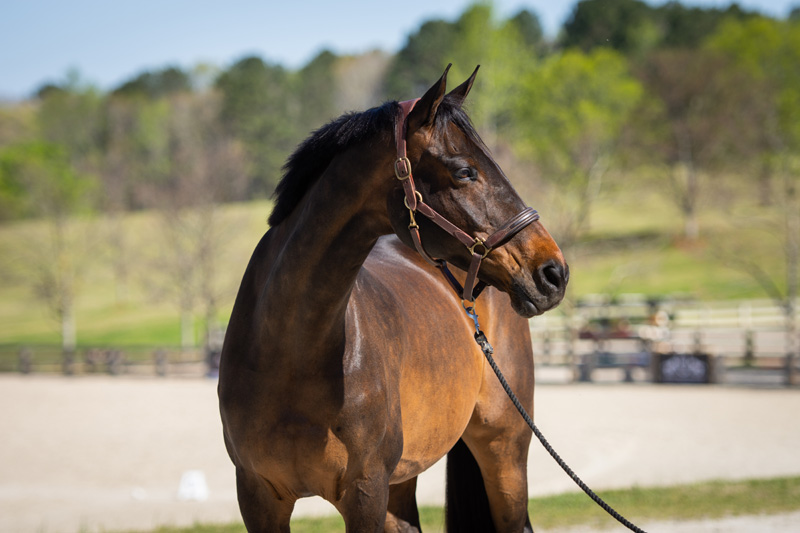 Horse riding : passion and sport Horse Pilot