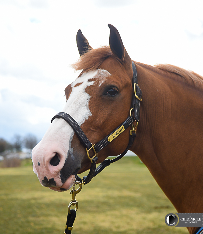 Stubborn horses aren't a real thing