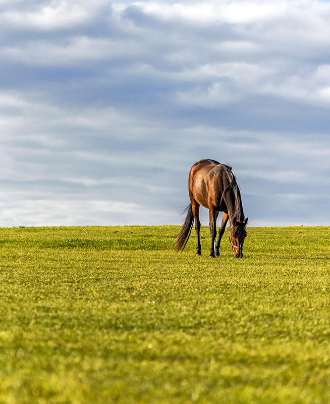 Eppertshofen, Pferd grast allein auf einer Weide
