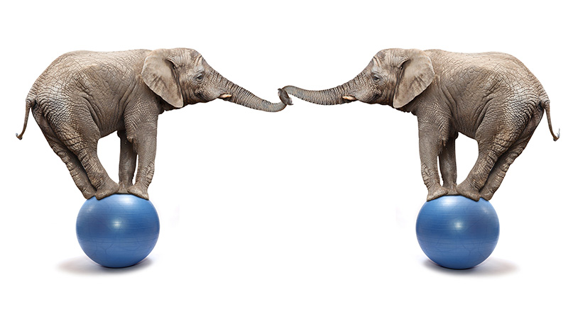 African,Elephants,(loxodonta,Africana),Balancing,On,A,Blue,Ball.